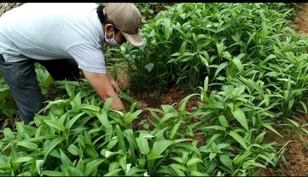 IMG 20201220 WA0010 Warga Sukaraja Peroleh Profit dari Swasembada Pangan PROKALTIM