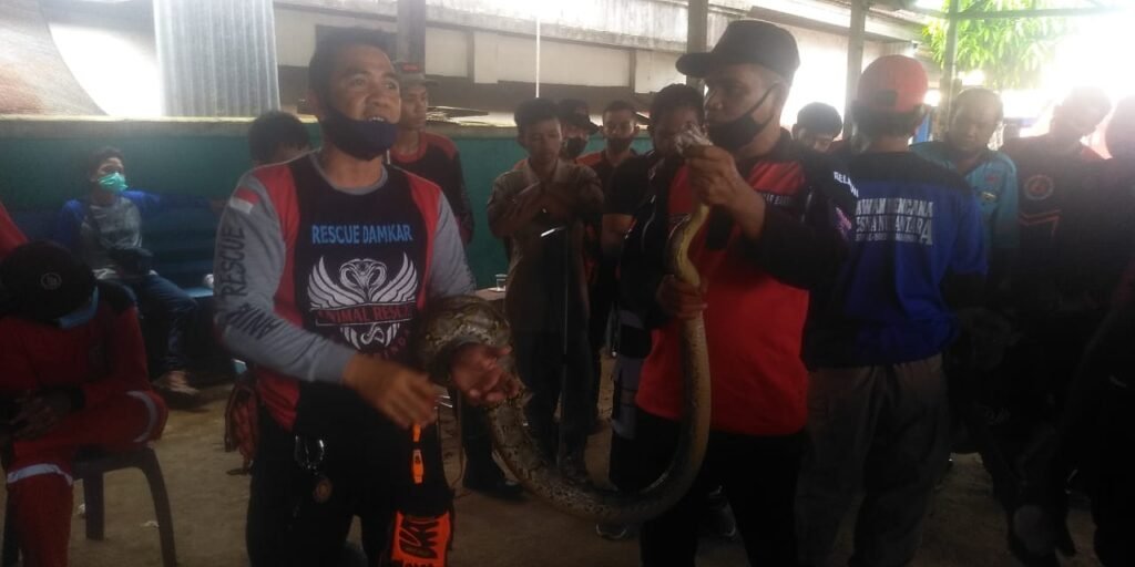 Tangani Hewan Berbisa Relawan Bakungan Gaet Samarinda Animal Rescue2 Berani Evakuasi Ular Berbisa, Relawan Bakungan Gaet SAR PROKALTIM