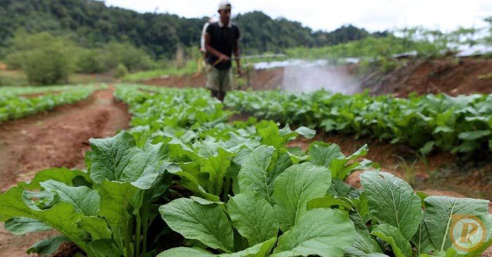petani milenial ini hasilkan rp 50 juta sekali panen 3 169 Anggaran Pertanian Naik, PKB : Harus Fokus ke Petani Milenial PROKALTIM