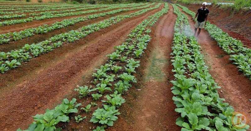 petani milenial ini hasilkan rp 50 juta sekali panen 5 169 Berhenti dari Pegawai, Ahmad Kerja Keras Jadi Petani Cabai Akhirnya Untung Rp 50 Juta Sekali Panen PROKALTIM