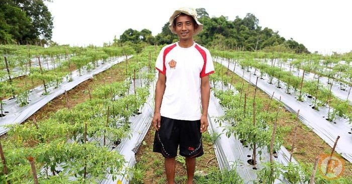 Berhenti dari Pegawai, Ahmad Kerja Keras Jadi Petani Cabai Akhirnya Untung Rp 50 Juta Sekali Panen
