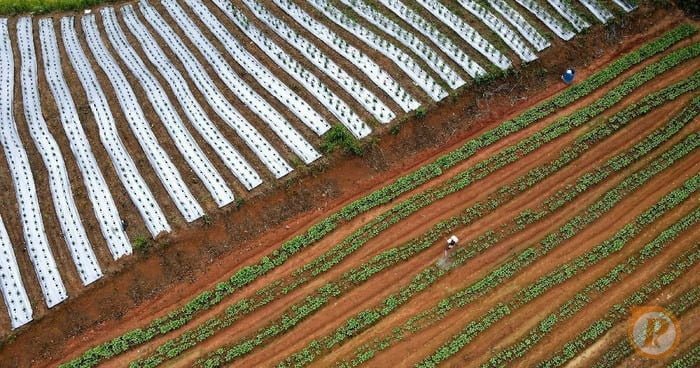 petani milenial ini hasilkan rp 50 juta sekali panen 8 169 Berhenti dari Pegawai, Ahmad Kerja Keras Jadi Petani Cabai Akhirnya Untung Rp 50 Juta Sekali Panen PROKALTIM