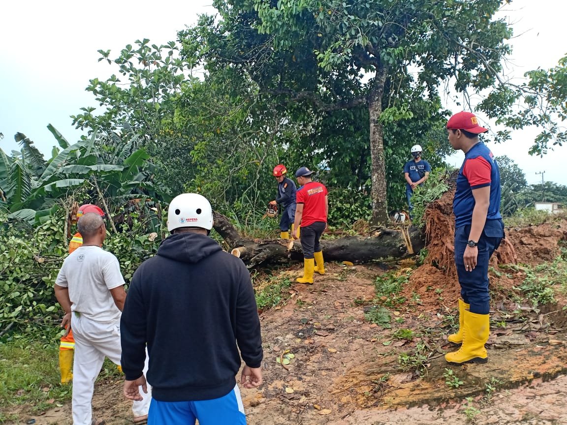 Cuaca Ektrem Hingga Penghujung Februari, Pohon Tumbang Menghantui.