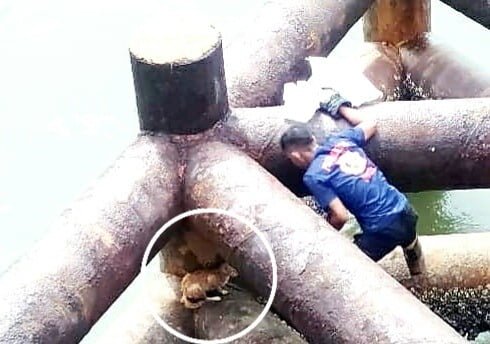 Heroik! Petugas BPBD Evakuasi Kucing Tenggelam di Manggar