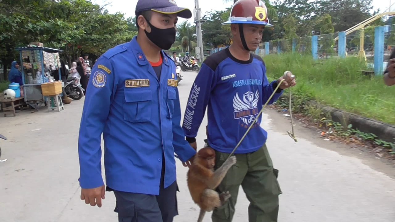 Hampir Lemas, Bekantan Masuk Folder Warga Terpesona