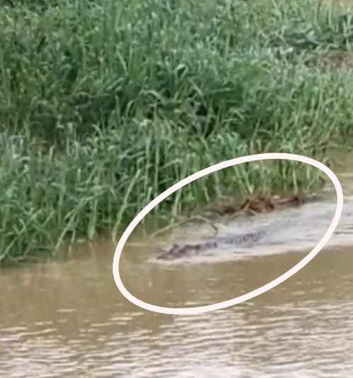 IMG 20210318 WA0023 Buaya Muncul, Warga Ketakutan, Sering Makan Sisa Hasil Limbah Pemotongan Ayam PROKALTIM