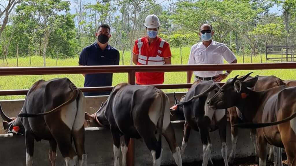 IMG 20210328 WA0013 Program Yayasan Life After Mine Berhasil Lahirkan 3 Anak Sapi (Pedet) PROKALTIM
