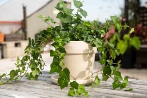 English Ivy Inilah 5 Tanaman Hias Indoor Penghilang Debu Agar Rumah Makin Sejuk dan Bersih PROKALTIM