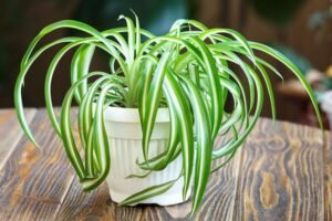 Spider Plant Inilah 5 Tanaman Hias Indoor Penghilang Debu Agar Rumah Makin Sejuk dan Bersih PROKALTIM