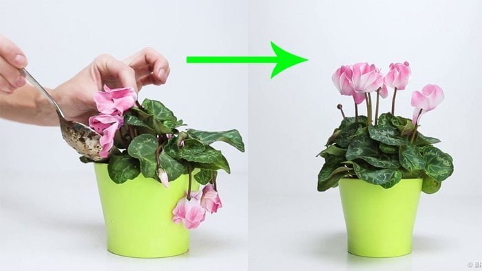 cara membuat tanaman layu menjadi segar kembali Ini Penyebab Tanaman Mendadak Layu dan Cara Mengatasinya PROKALTIM