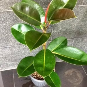 rubber plant Inilah 5 Tanaman Hias Indoor Penghilang Debu Agar Rumah Makin Sejuk dan Bersih PROKALTIM