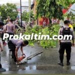 Pohon Tumbang, Antisipasi Gangguan, Polisi Sinergi Disdamkar
