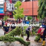 Hujan Deras, Pohon Tumbang, Rusak 2 Mobil
