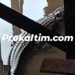 Buaya Kerap Muncul di Pemukiman, Warga dan Relawan Siaga