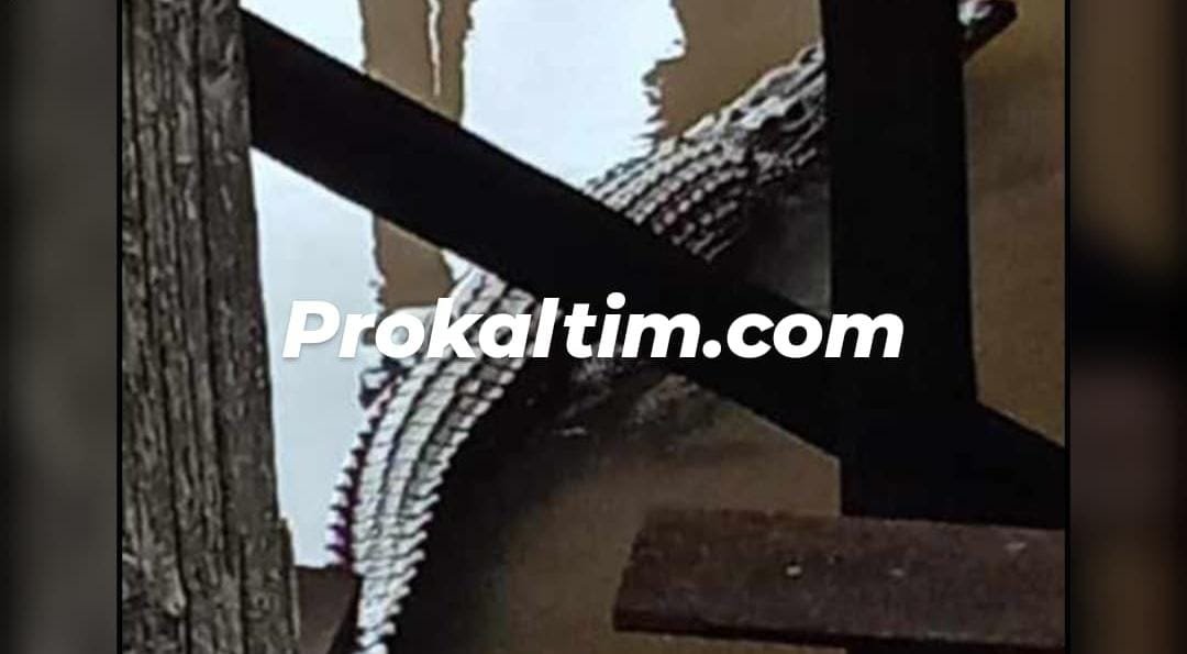 WhatsApp Image 2021 11 11 at 17.47.29 Buaya Kerap Muncul di Pemukiman, Warga dan Relawan Siaga PROKALTIM