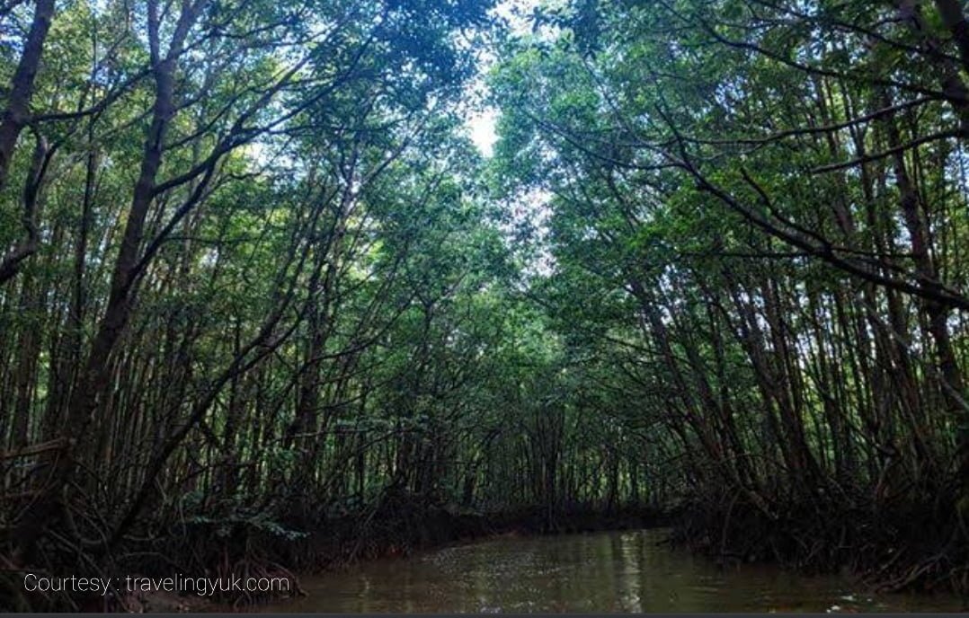 Pembalakan Pohon Mangrove Meresahkan Warga, Oddang Desak Tindakan OPD Terkait