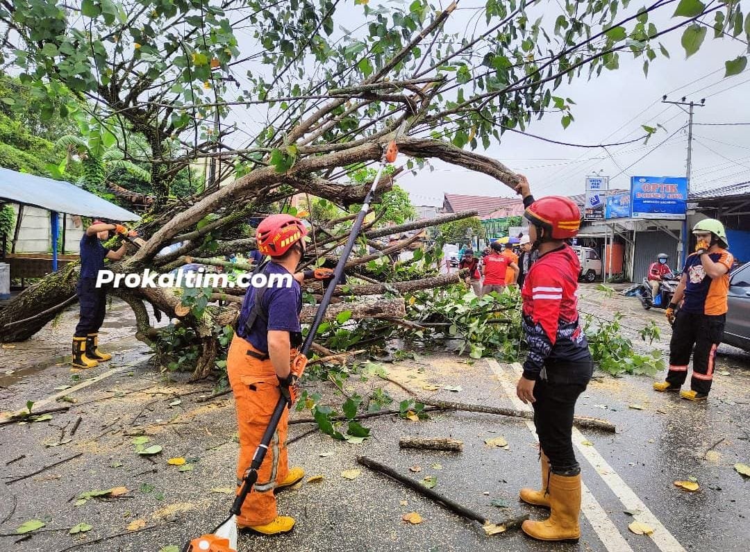 Hujan Sejak Semalam, Tumbangkan Pohon Akasia, Hingga Tutup Ruas Jalan