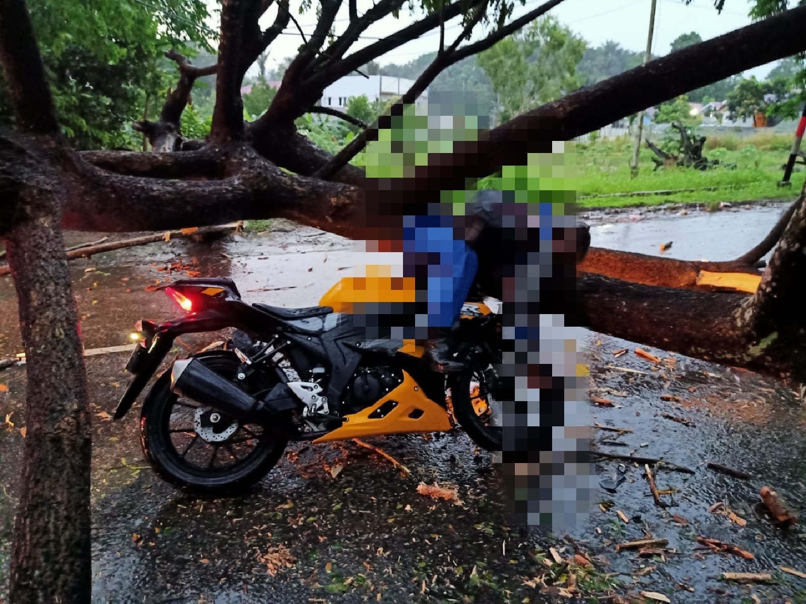 1 Pengendara Motor Tewas Tertimpa Pohon, di Jalan APT  Pranoto