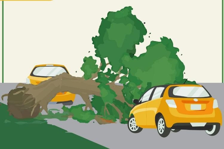 Antisipasi Pohon Tumbang, DLH Inventarisir Pohon Rawan Tumbang