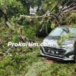 Sehari Tiga Pohon Tumbang, Efek Hujan Dan Angin Kencang