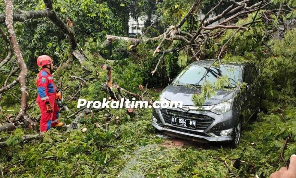 Sehari Tiga Pohon Tumbang, Efek Hujan Dan Angin Kencang