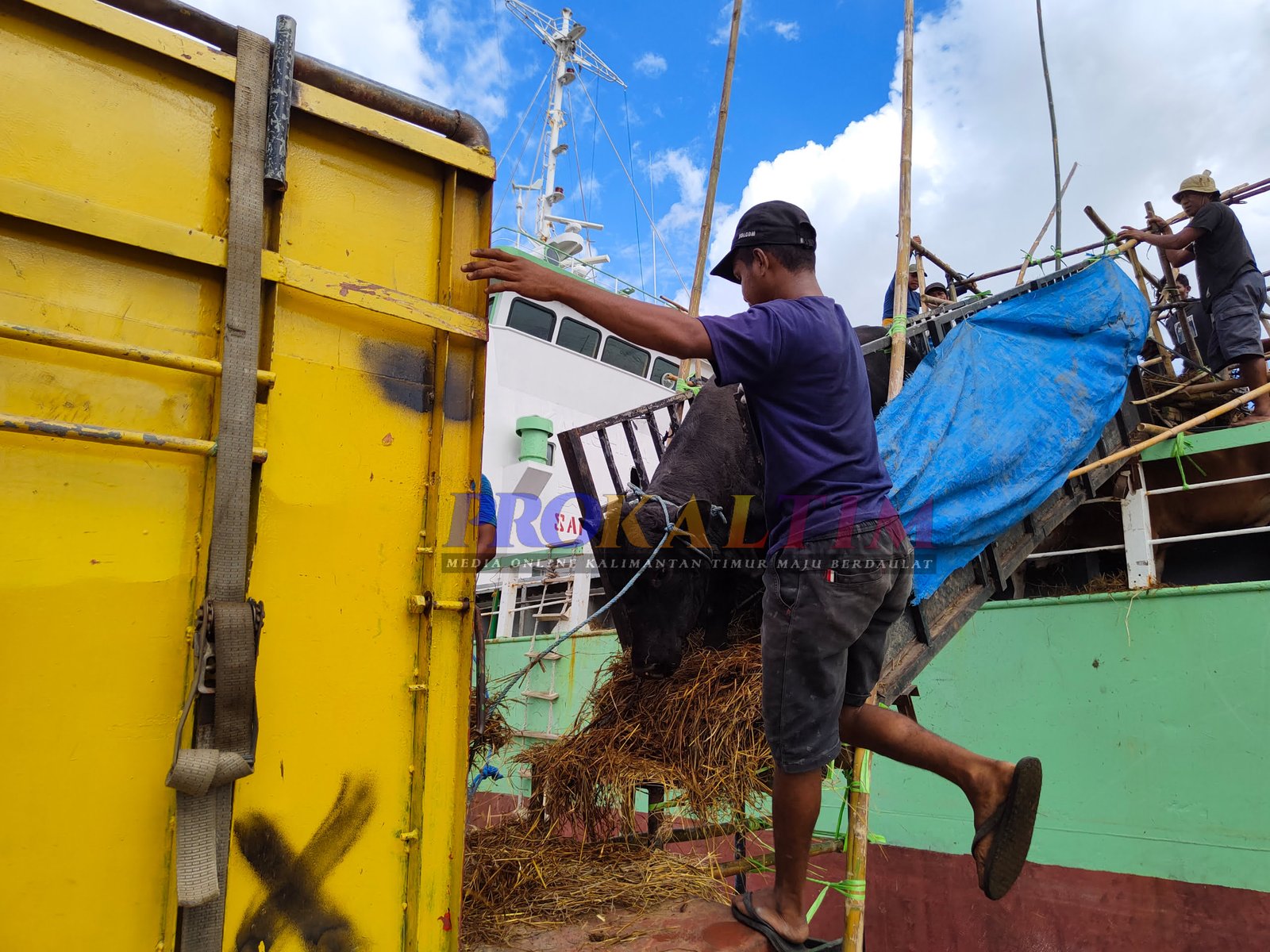 Sapi Diikat Di Leher, Hebohkan Jagat Maya, Terjadi Di Samarinda?
