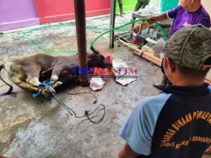 InShot 20220710 112044967 Salat Idul Adha Di Lapas Kelas II A Samarinda, 13 Sapi Dan 2 Kambing Siap Disalurkan PROKALTIM