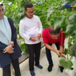 Potensi Bisnis Melon Premium Budidaya Hidroponik, Perdana Panen di Samarinda