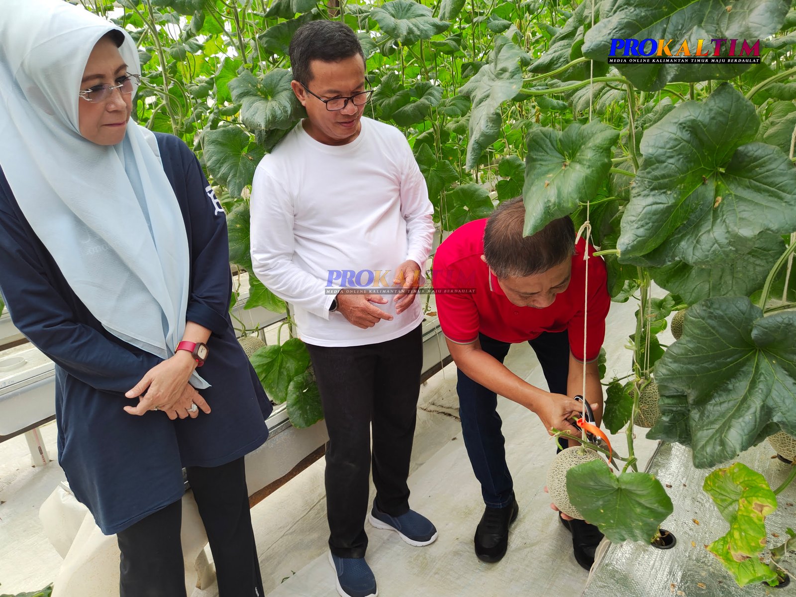 Potensi Bisnis Melon Premium Budidaya Hidroponik, Perdana Panen di Samarinda