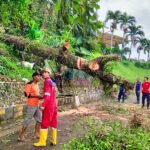 Niat Istirahat, Iwan Tewas Kejatuhan Pohon Akibat Hujan Disertai Angin Kencang