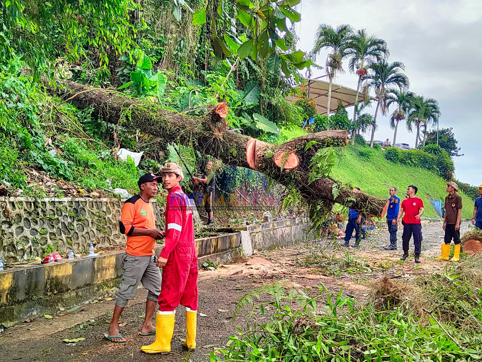 Niat Istirahat, Iwan Tewas Kejatuhan Pohon Akibat Hujan Disertai Angin Kencang