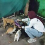 Police Cat Community Balikpapan Peduli Terhadap Kucing Jalanan, Street Cat Feeding (SCF)