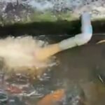 Tindaklanjut Petugas Jaringan Distribusi Terkait Pelayanan Air Mengalami Kekeruhan, Dilakukan Kegiatan Washout di Jalan Projakal