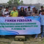 Gunakan Sistem Ras, Pokdakan Ikhlas Mandiri Sukses Panen Perdana Bersama PT Petrosea