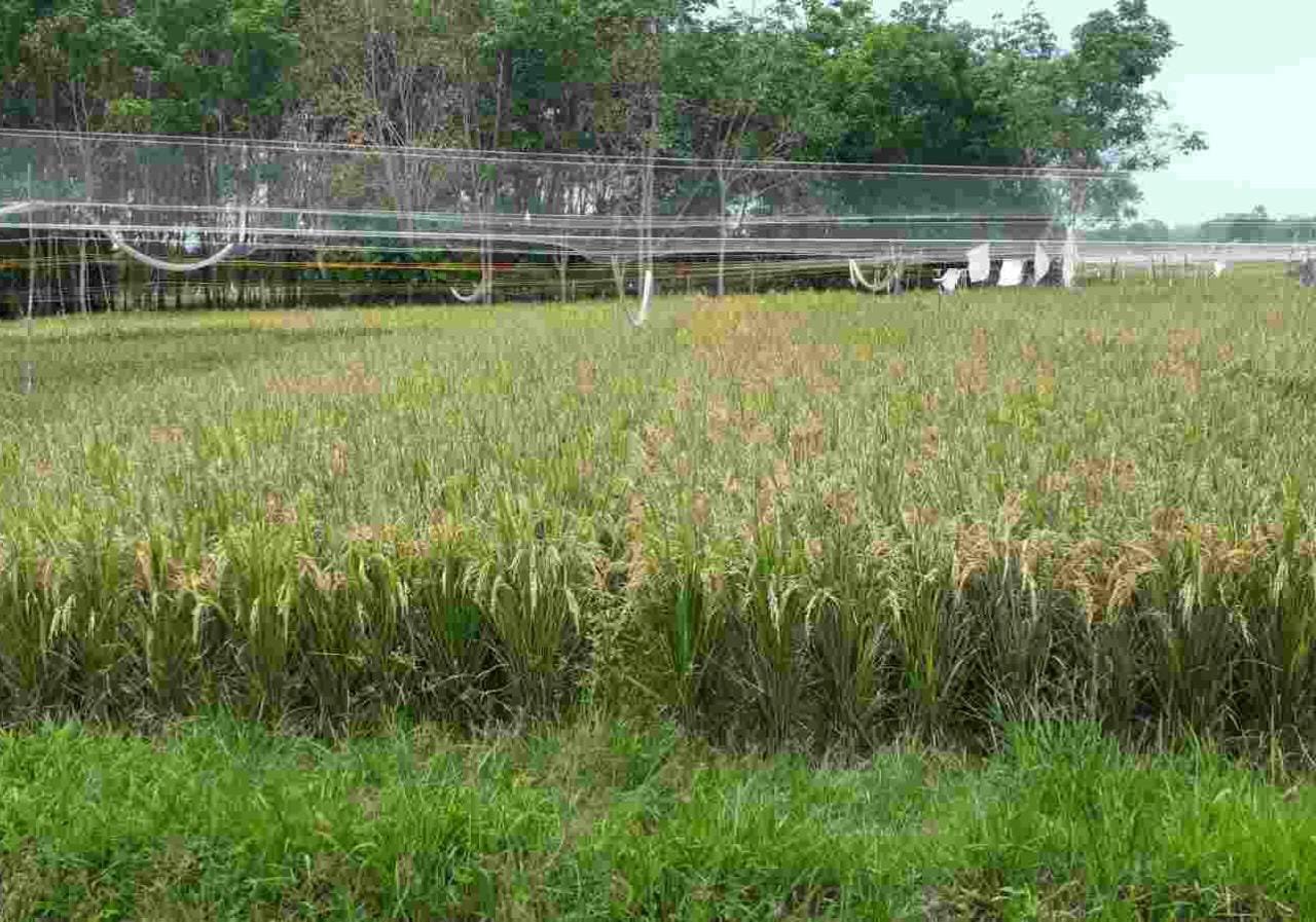 WhatsApp Image 2023 01 28 at 10.54.12 Beras Beruang Madu, Hasil Produksi Lokal Balikpapan PROKALTIM