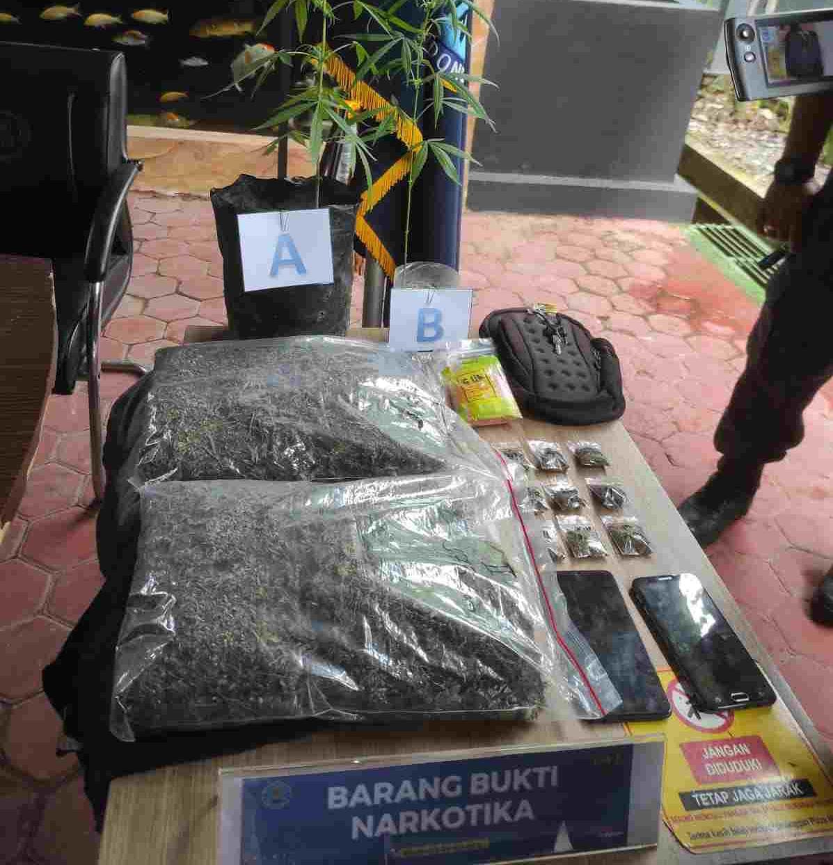 Dua Pria Terlibat Budidaya Tanaman Ganja dan Pengecer Ganja 1 Kg 