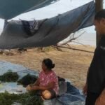 Budidaya Rumput Laut Cikal Bahari Mandiri Mampu Topang Perekonomian Masyarakat Lamaru