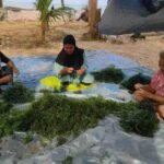 Rumput Laut untuk Produk Kosmetik, Bahan Pangan Makanan dan Sektor Farmasi Kesehatan