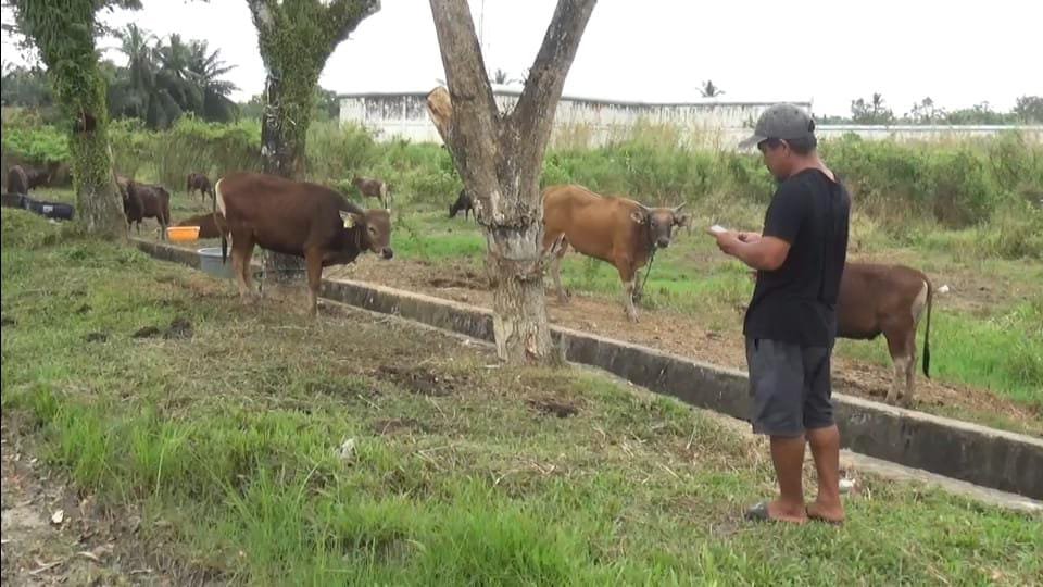 Penjualan Hewan Kurban di PPU, Sapi Yang Dipasarkan Merupakan Sapi Lokal