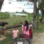 Penjualan Hewan Kurban di PPU, Sapi Yang Dipasarkan Merupakan Sapi Lokal