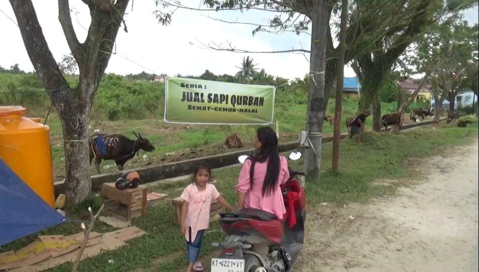 Penjualan Hewan Kurban di PPU, Sapi Yang Dipasarkan Merupakan Sapi Lokal