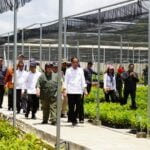 Kunjungi Ibu Kota Nusantara, Presiden Jokowi Tinjau Persemaian Mentawir
