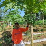 Imran (60 Tahun) Petani Kebun Pepaya Desa Loa Duri Ulu (Foto:Ozn)