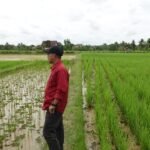 Desa Loa Duri Ulu Kukar Tingkatan Sektor Pertanian