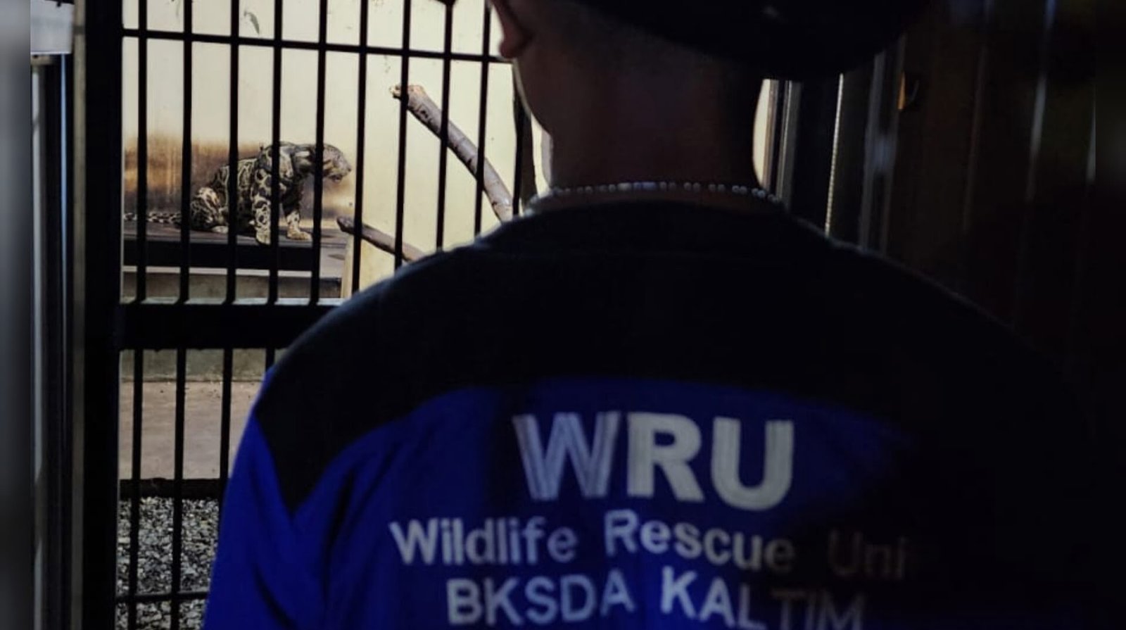 Polisi Temukan Diduga Macan Dahan di Rumah AS, Kapolresta: Kordinasi ke BKSDA Kaltim