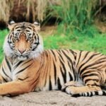 Pemilik Harimau Pemangsa Suprianda Ditetapkan Sebagi Tersangka