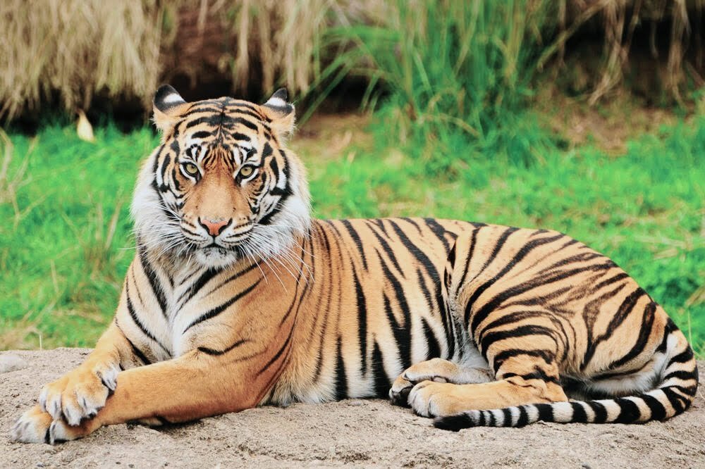 IMG 20231120 185720 Pemilik Harimau Pemangsa Suprianda Ditetapkan Sebagi Tersangka PROKALTIM