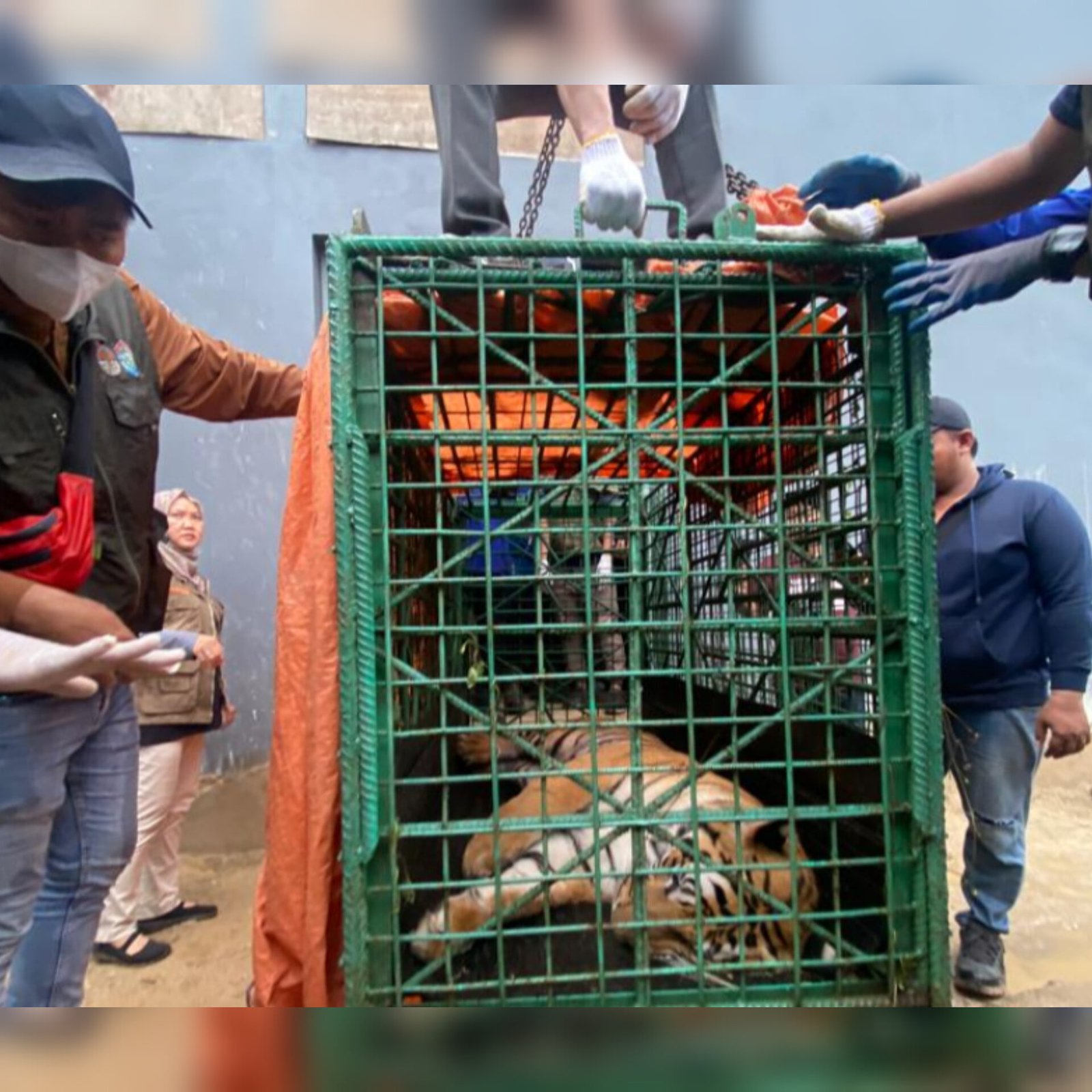 InShot 20231119 172008955 Harimau Pemangsa Suprianda Berhasil Dievakuasi PROKALTIM