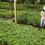 Nursery Facility in PT Indominco Mandiri one of ITM Subsidiaries