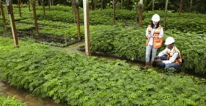 Nursery Facility in PT Indominco Mandiri one of ITM Subsidiaries